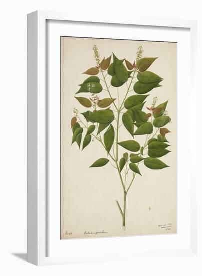 Croton Laccifeus Linn, 1800-10-null-Framed Giclee Print