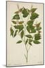 Croton Laccifeus Linn, 1800-10-null-Mounted Giclee Print