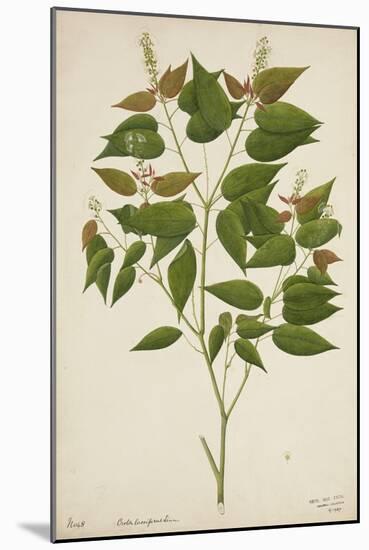 Croton Laccifeus Linn, 1800-10-null-Mounted Giclee Print