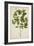 Croton Laccifeus Linn, 1800-10-null-Framed Giclee Print