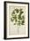 Croton Laccifeus Linn, 1800-10-null-Framed Giclee Print