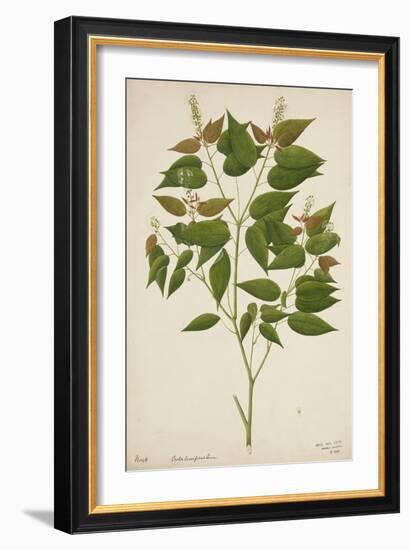 Croton Laccifeus Linn, 1800-10-null-Framed Giclee Print