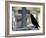 Crow on a Grave, Paris, Ile De France, France, Europe-Godong-Framed Photographic Print