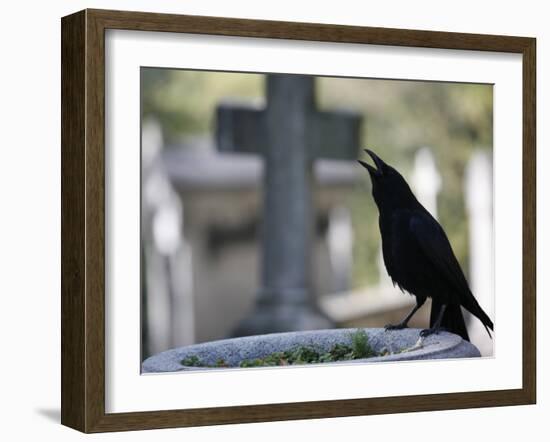 Crow on a Grave, Paris, Ile De France, France, Europe-Godong-Framed Photographic Print