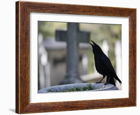 Crow on a Grave, Paris, Ile De France, France, Europe-Godong-Framed Photographic Print