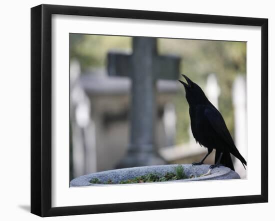 Crow on a Grave, Paris, Ile De France, France, Europe-Godong-Framed Photographic Print