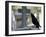Crow on a Grave, Paris, Ile De France, France, Europe-Godong-Framed Photographic Print
