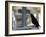 Crow on a Grave, Paris, Ile De France, France, Europe-Godong-Framed Photographic Print