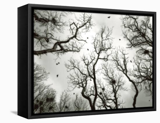 Crow Rookery-Jamie Cook-Framed Premier Image Canvas