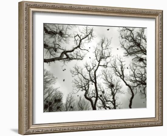 Crow Rookery-Jamie Cook-Framed Giclee Print