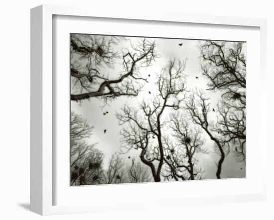 Crow Rookery-Jamie Cook-Framed Giclee Print