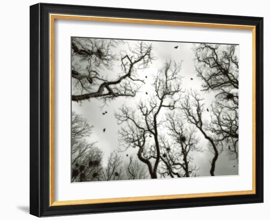 Crow Rookery-Jamie Cook-Framed Giclee Print