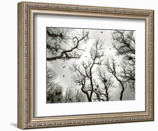 Crow Rookery-Jamie Cook-Framed Giclee Print