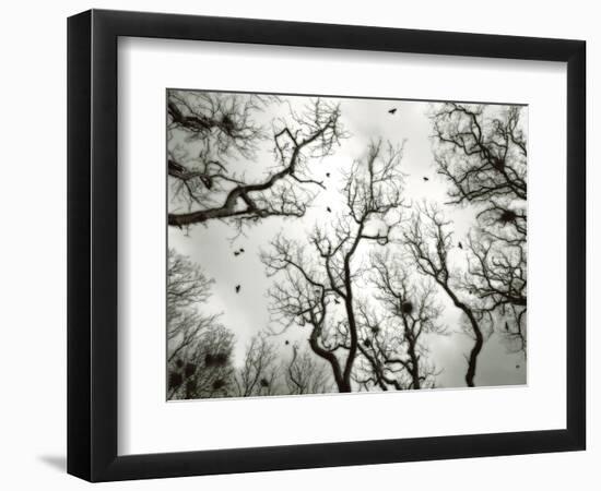 Crow Rookery-Jamie Cook-Framed Giclee Print