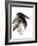 Crow-Suren Nersisyan-Framed Art Print