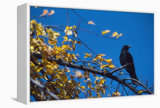 Crow-Alan Sirulnikoff-Framed Premier Image Canvas