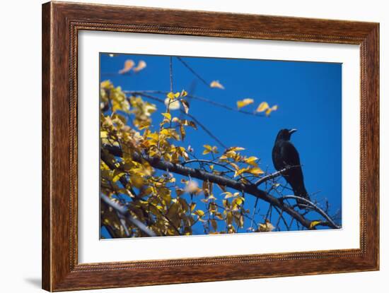 Crow-Alan Sirulnikoff-Framed Photographic Print