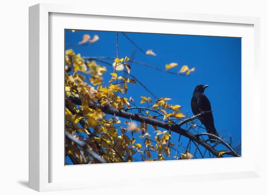 Crow-Alan Sirulnikoff-Framed Photographic Print
