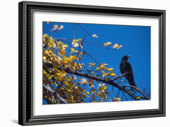 Crow-Alan Sirulnikoff-Framed Photographic Print