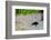 Crow-Andr? Burian-Framed Photographic Print