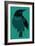 Crow-null-Framed Giclee Print