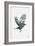 Crow-null-Framed Premium Giclee Print