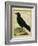 Crow-Georges-Louis Buffon-Framed Giclee Print