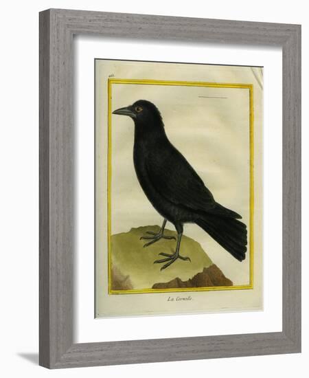 Crow-Georges-Louis Buffon-Framed Giclee Print