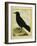 Crow-Georges-Louis Buffon-Framed Giclee Print