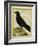 Crow-Georges-Louis Buffon-Framed Giclee Print