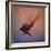 crow-Johan Lilja-Framed Giclee Print