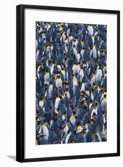 Crowd of King Penguins-DLILLC-Framed Photographic Print