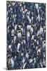 Crowd of King Penguins-DLILLC-Mounted Photographic Print