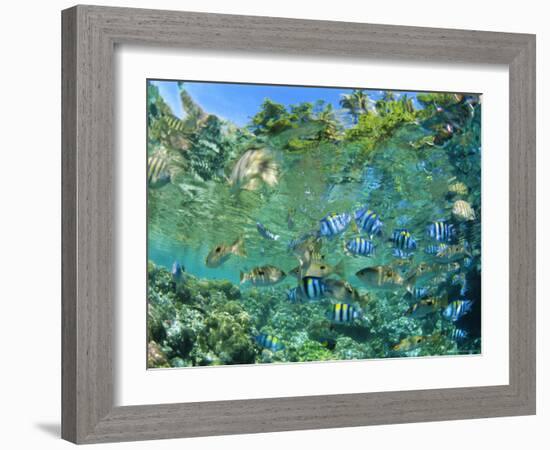 Crowd of Tropical Reef Fish Including Scissortail Sergeants and Grunts, Solomon Islands-Louise Murray-Framed Photographic Print