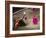 Crowds at a Stadium for a Bullfight, Quito, Ecuador-Paul Harris-Framed Photographic Print