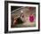 Crowds at a Stadium for a Bullfight, Quito, Ecuador-Paul Harris-Framed Photographic Print