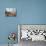 Crowds at El Palio Horse Race Festival, Piazza Del Campo, Siena, Tuscany, Italy, Europe-Christian Kober-Photographic Print displayed on a wall