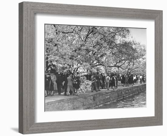 Crowds at the Cherry Blossom Festival-Thomas D^ Mcavoy-Framed Photographic Print