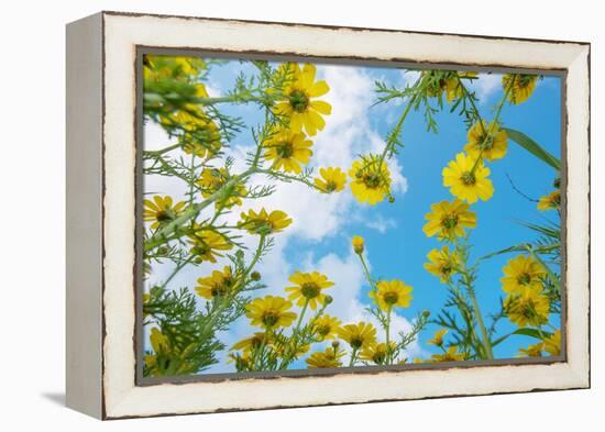 Crown daisy flowers against sky, Cyprus-Edwin Giesbers-Framed Premier Image Canvas