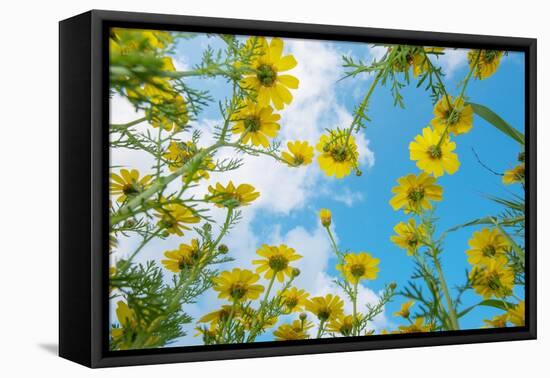 Crown daisy flowers against sky, Cyprus-Edwin Giesbers-Framed Premier Image Canvas