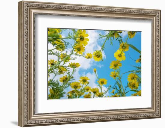 Crown daisy flowers against sky, Cyprus-Edwin Giesbers-Framed Photographic Print