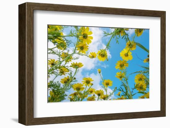 Crown daisy flowers against sky, Cyprus-Edwin Giesbers-Framed Photographic Print