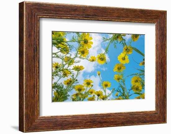 Crown daisy flowers against sky, Cyprus-Edwin Giesbers-Framed Photographic Print