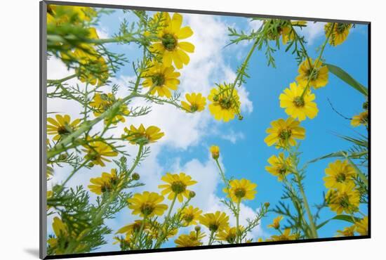 Crown daisy flowers against sky, Cyprus-Edwin Giesbers-Mounted Photographic Print
