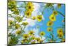 Crown daisy flowers against sky, Cyprus-Edwin Giesbers-Mounted Photographic Print