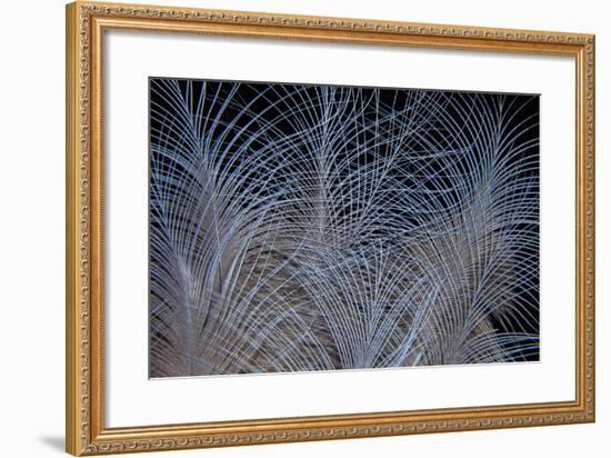 Crown Feathers of the Crowned Pigeon-Darrell Gulin-Framed Photographic Print