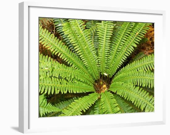 Crown Fern, Catlins, South Island, New Zealand-David Wall-Framed Photographic Print