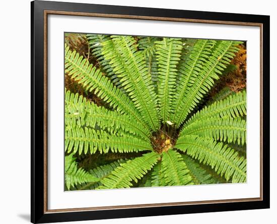 Crown Fern, Catlins, South Island, New Zealand-David Wall-Framed Photographic Print