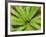 Crown Fern, Catlins, South Island, New Zealand-David Wall-Framed Photographic Print