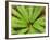 Crown Fern, Catlins, South Island, New Zealand-David Wall-Framed Photographic Print